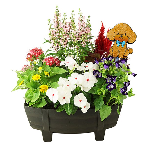 確認用 クラウンフラワー苗 40cm〜50cm 4株 各1鉢 2000円 直送 日時指定不可 季節の寄せ植え 春 タル型鉢 黒 花苗 ガーデン